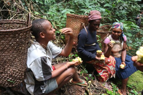 Fern welcomes European Parliament call for bold action on forests