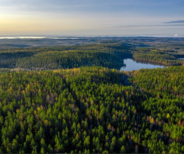 Conflicting and incomplete datasets underscore the need to harmonise forest monitoring