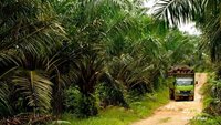 Could EU-Indonesia free trade deal end palm oil conundrum?