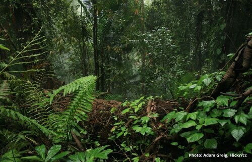 In 2021 the EU’s policy choices will shape the fate of the world’s forests