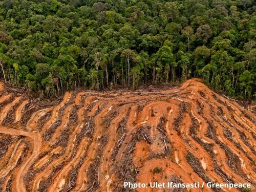 Indonesia’s response to coronavirus threatens to increase illegal logging