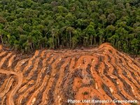 Indonesia’s response to coronavirus threatens to increase illegal logging