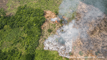 Europe's hidden hand in deforestation