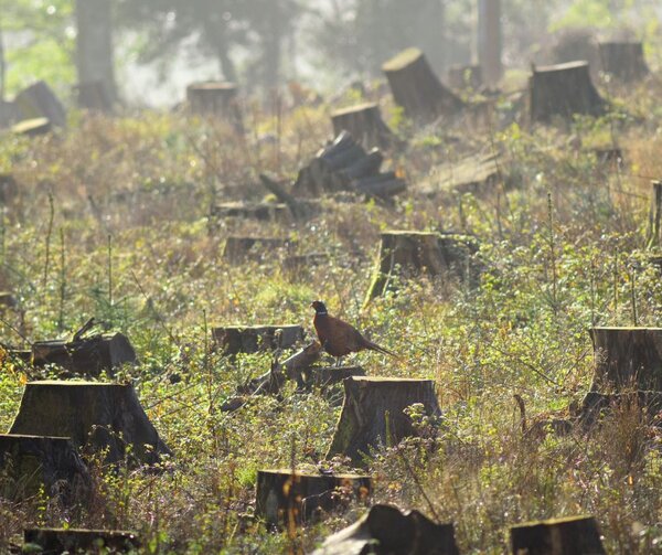 Europe’s Nature Restoration Law – don’t let it fall at the first hurdle