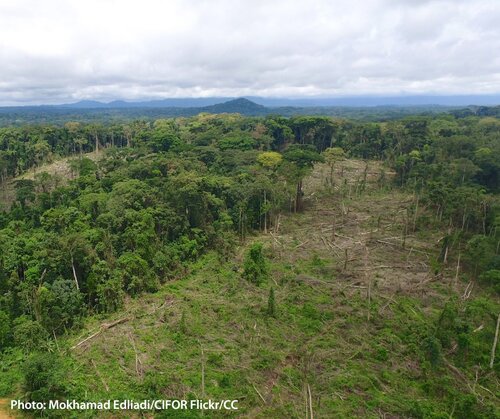 Loss of tropical forests, and of the rainfall they generate, threatens agricultural production