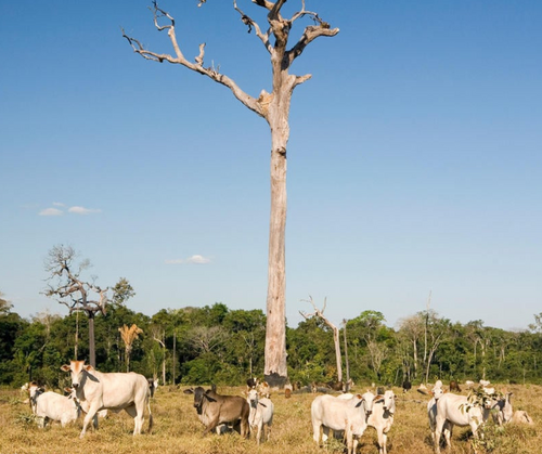 A proposal for COP30: How to create Forest Friendly Food Politics