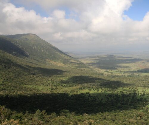 The Scramble for Africa’s Forests