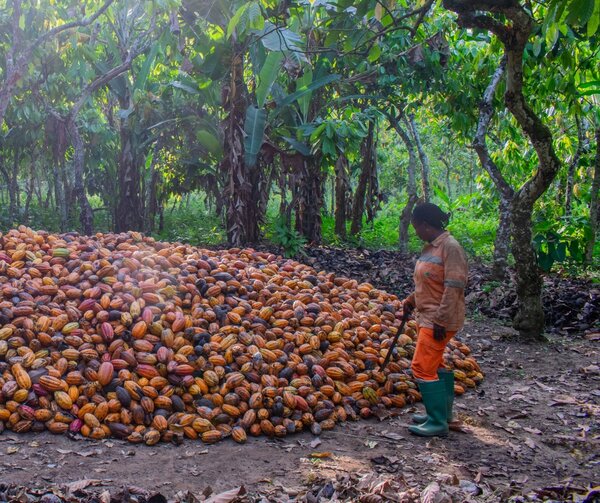 Could the EU Deforestation Regulation be a gamechanger for women cocoa producers in Cameroon and Republic of Congo?