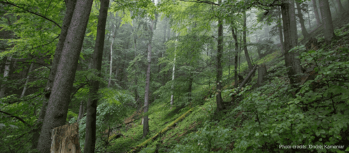 Forest Watch 246 - June 2019