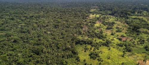 Forest Watch 245 - May 2019