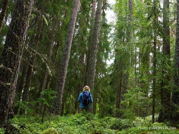 Sweden: taking forestry back to the future