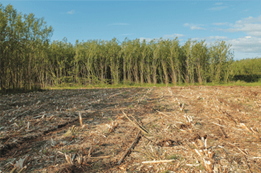 EU decarbonisation strategy must heed recent science on Bioenergy with Carbon Capture and Storage