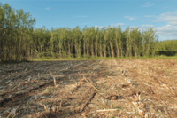EU decarbonisation strategy must heed recent science on Bioenergy with Carbon Capture and Storage