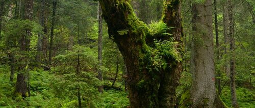 Forest Watch 249 - October 2019