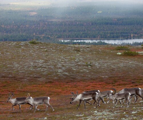 Critical Raw Materials: Mining on Sámi land without their consent