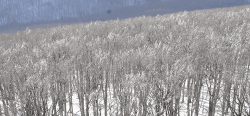 Forest Watch 244 - April 2019