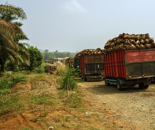 EU Deforestation Regulation: Trilogue Capitulation