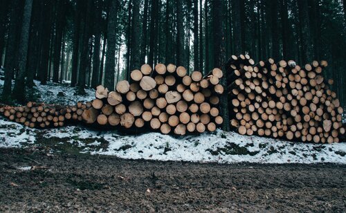Ensuring sustainability is too broad a task for forest certification alone