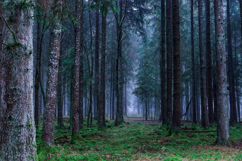 Key forest-rich countries fail to acknowledge climate impact of increased logging, says EU expert group