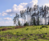 Discussions on weakening 2040 climate targets move on