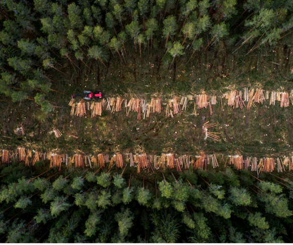 Scientists confirm harvesting as main culprit behind European forest disturbances