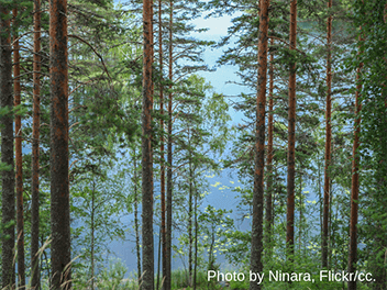 Finland’s forestry myth undermines its radical climate ambition
