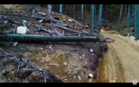 Primeval forests logged in Romanian Natura 2000 site