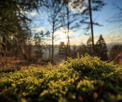Opportunities abound to restore nature and support climate action