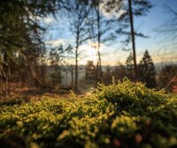 Opportunities abound to restore nature and support climate action