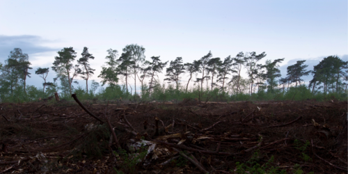 Forest Watch 304 - April 2025