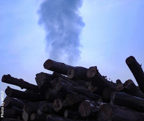 Revising RED: The absurdity of burning trees as ‘zero carbon’ must end