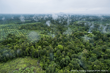European Commission launches consultation on deforestation