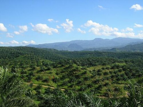 Commission comments on palm oil offer hope: Now EU should deliver on deforestation
