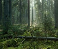 2023 - What will it mean for EU work on forests?