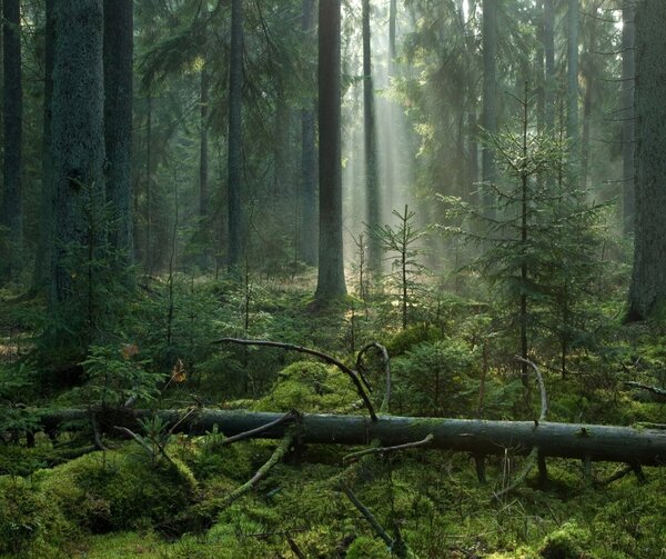 2023 - What will it mean for EU work on forests?