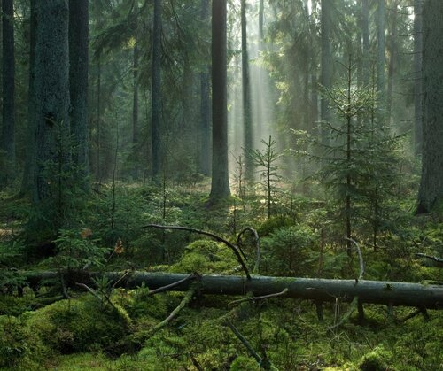 2023 - What will it mean for EU work on forests?
