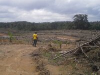 EU scheme to protect tropical forests should not be scrapped
