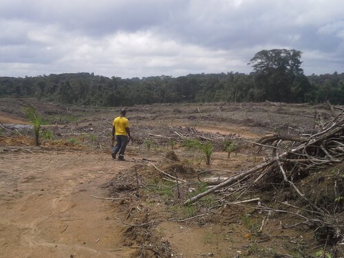 EU scheme to protect tropical forests should not be scrapped
