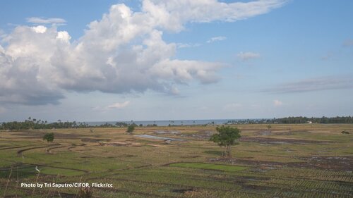 Climate Ambition Summit: How ambitious was it for forests?