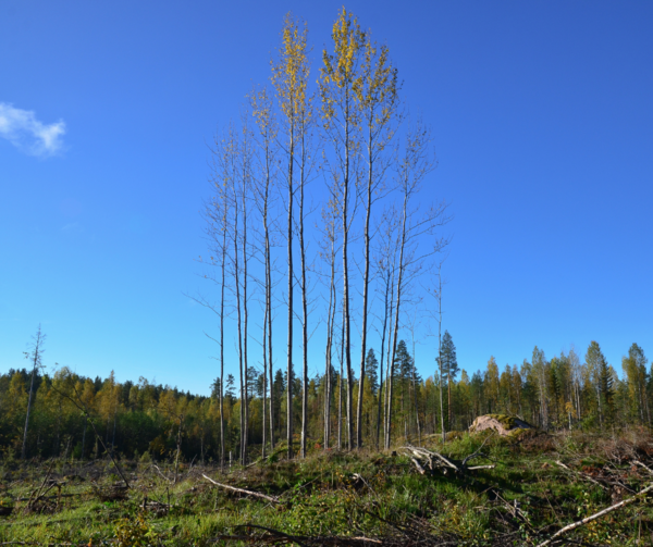 Finland’s climate-target shortfall is likely to torpedo the EU27 commitments on emissions reductions from land and forests