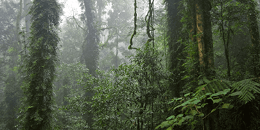 Forest Watch 236 - June 2018
