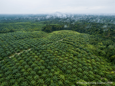 Will Indonesia’s Sustainability Impact Assessment inform trade negotiations?