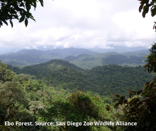 Logging begins in Cameroon’s Ebo forest, putting communities and rare biodiversity at risk
