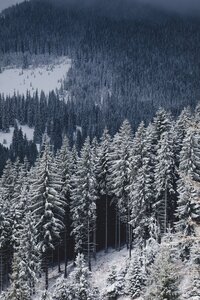 Forestry emissions and the EU’s risky LULUCF debate