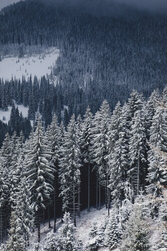 Forestry emissions and the EU’s risky LULUCF debate
