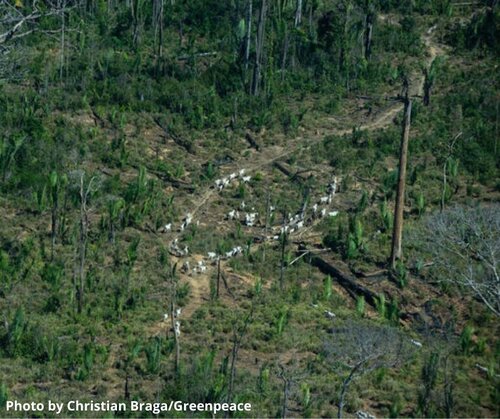 Commission’s proposed new Regulation means deforestation-free products may soon be on the cards