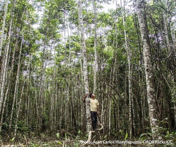 What does the new Intergovernmental Panel on Climate Change Synthesis report mean for people and forests?