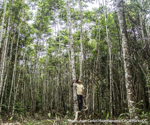 What does the new Intergovernmental Panel on Climate Change Synthesis report mean for people and forests?