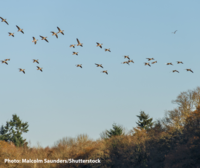 The Nature Restoration Law’s worthwhile long and winding road