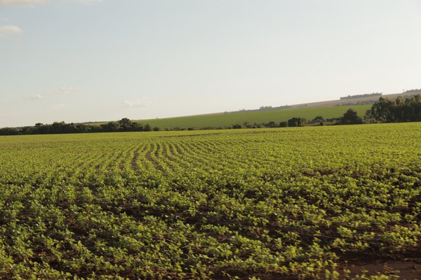Blog: How can EU policies halt deforestation?